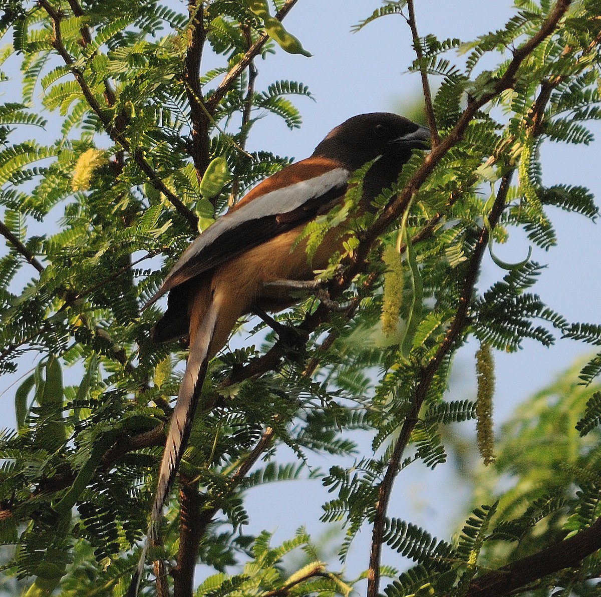 Rufous Treepie - Akshat Dhiraaj