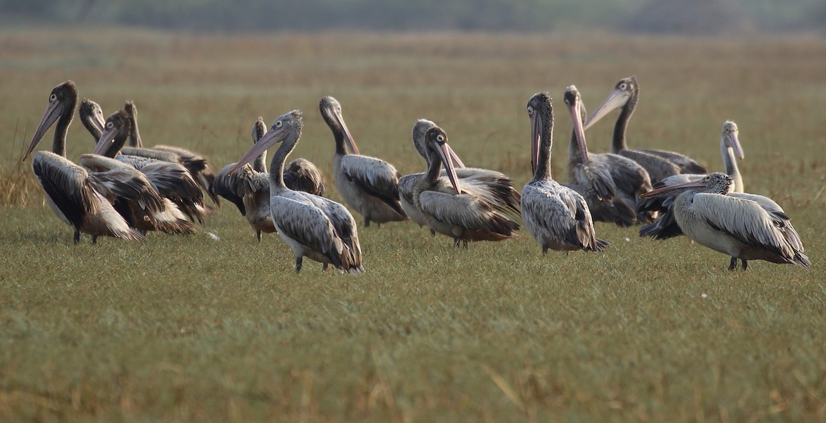 Spot-billed Pelican - ML94812161