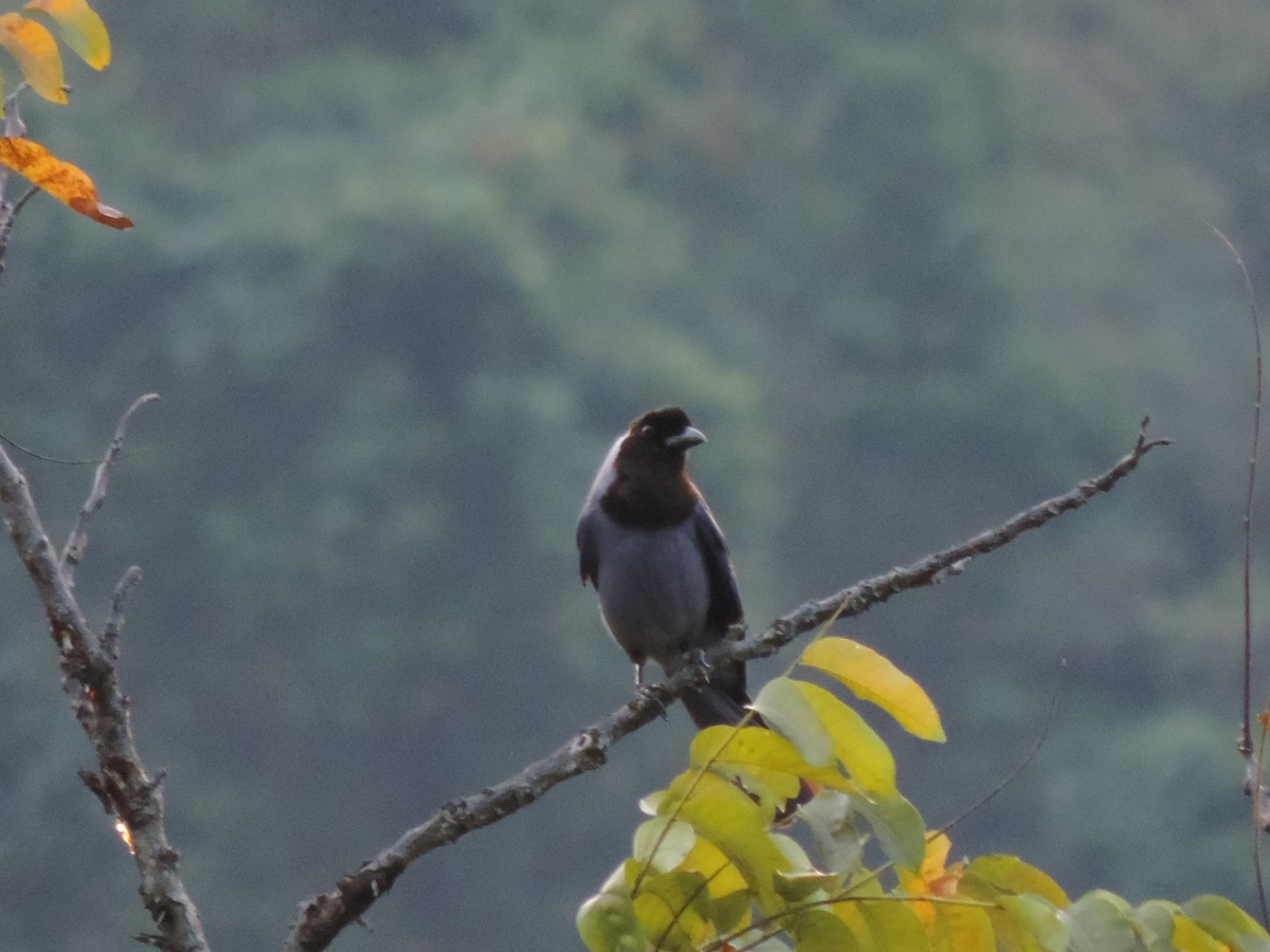 Violaceous Jay - ML94814371