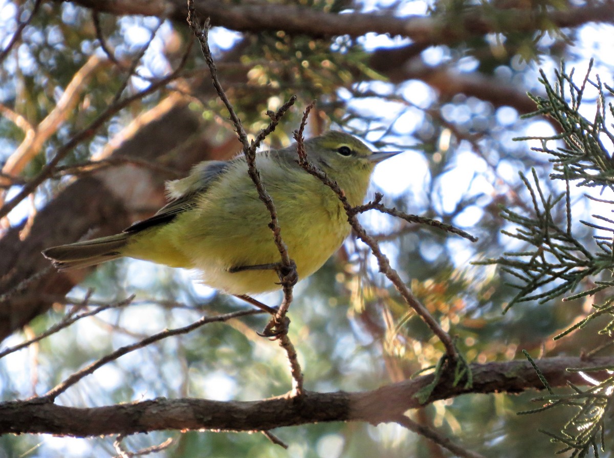 Orange-crowned Warbler - ML94814491