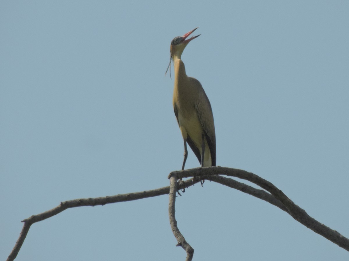 Whistling Heron - ML94814581