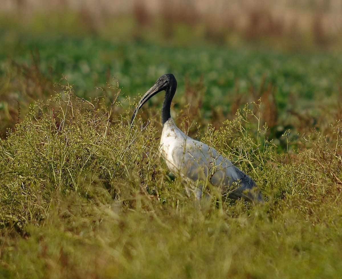 ibis černohlavý - ML94815171