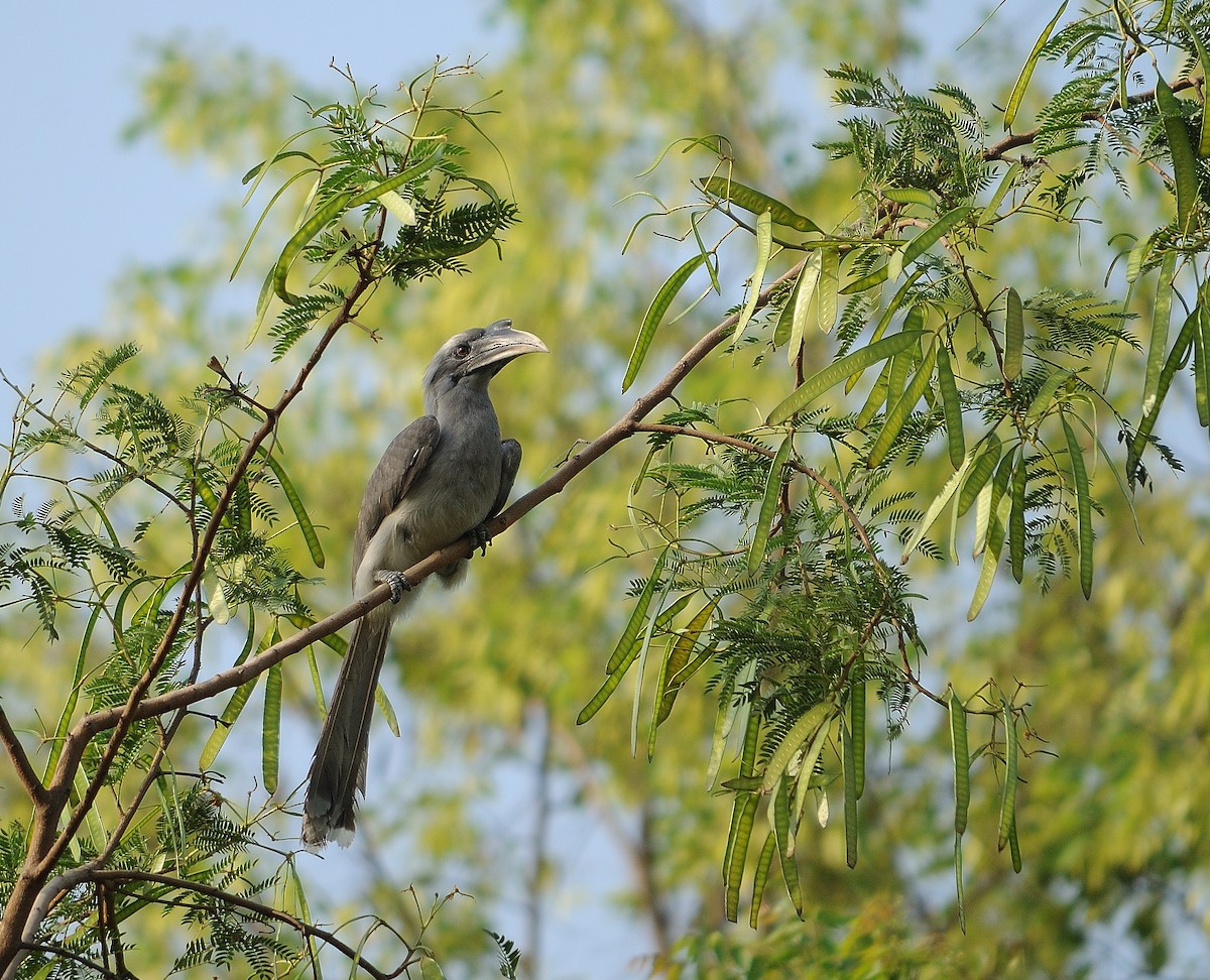 Indian Gray Hornbill - Akshat Dhiraaj