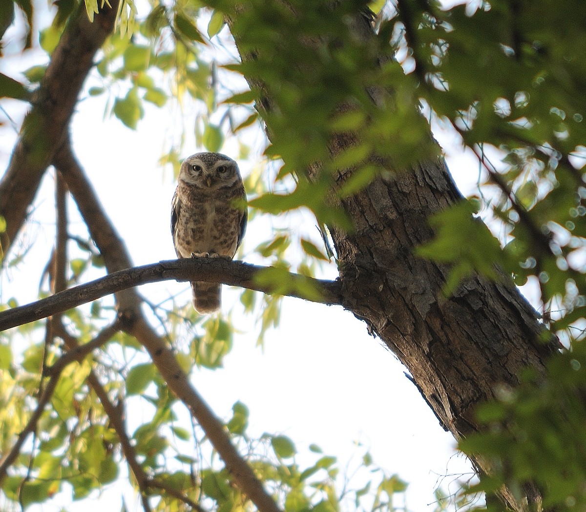 Spotted Owlet - Akshat Dhiraaj