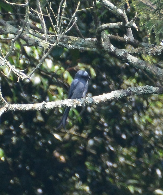 drongo kouřový - ML94815511