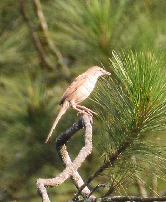 Striated Grassbird - ML94815611