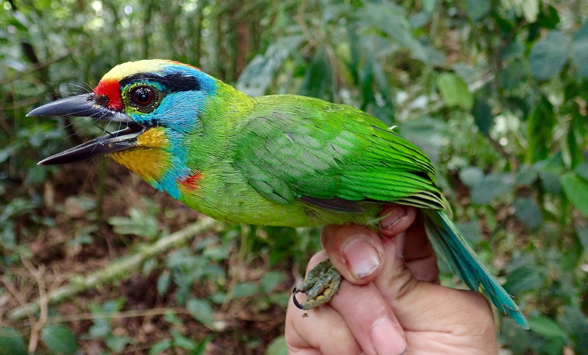 Black-browed Barbet - ML94815671