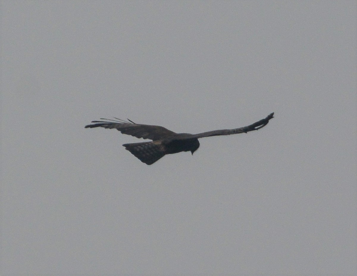 Crested Serpent-Eagle - ML94815901