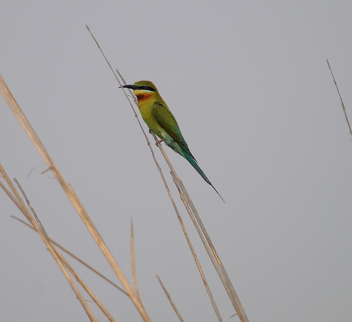 Blue-tailed Bee-eater - Akshat Dhiraaj