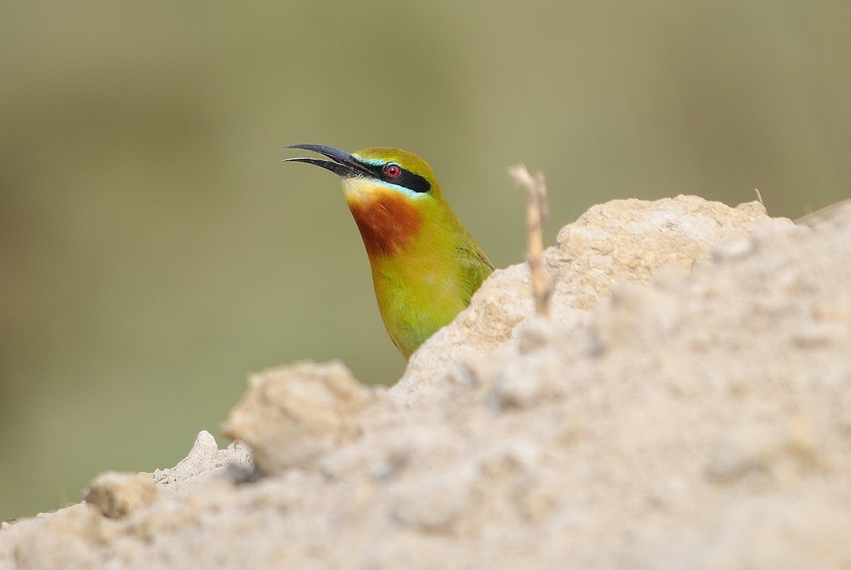 Blue-tailed Bee-eater - Akshat Dhiraaj