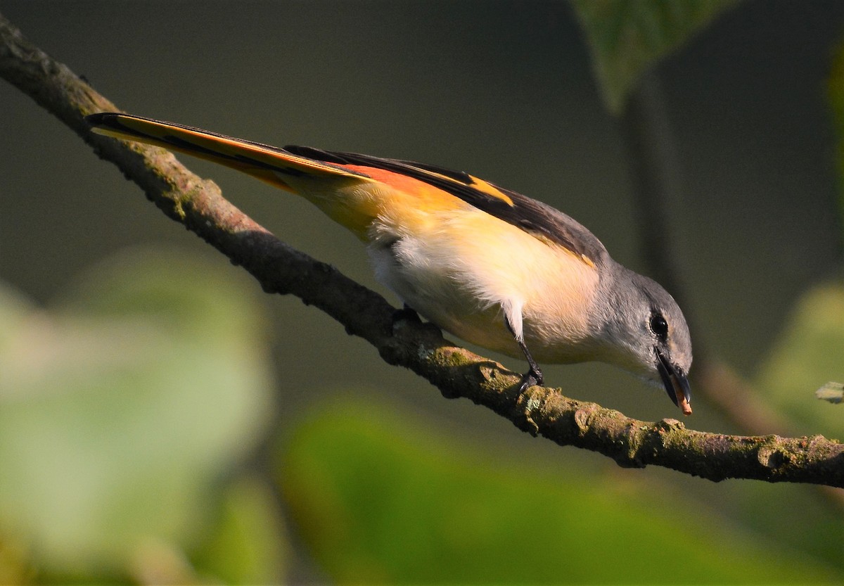 Small Minivet - ML94817011