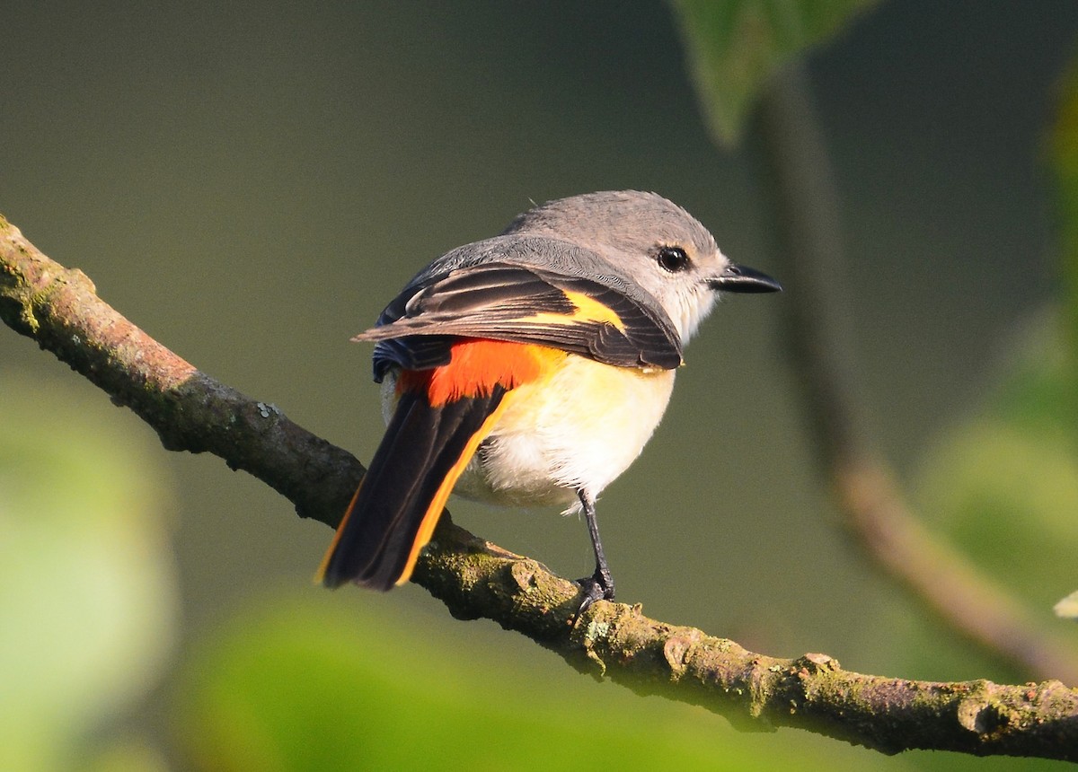 Minivet oranor - ML94817041