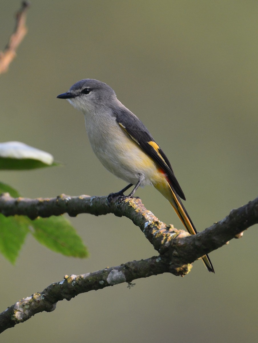 Minivet oranor - ML94817091