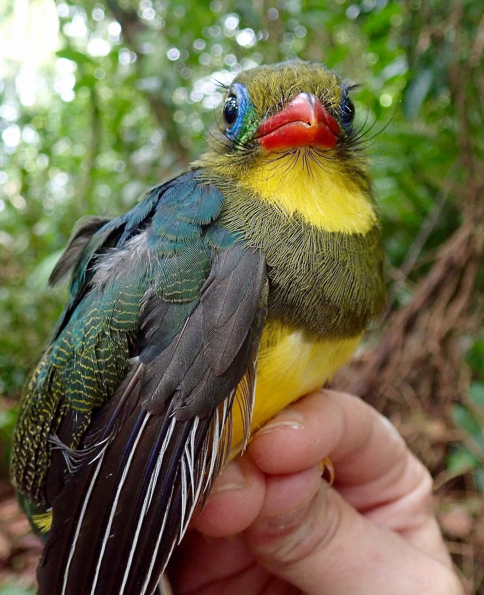 trogon sumaterský - ML94817231