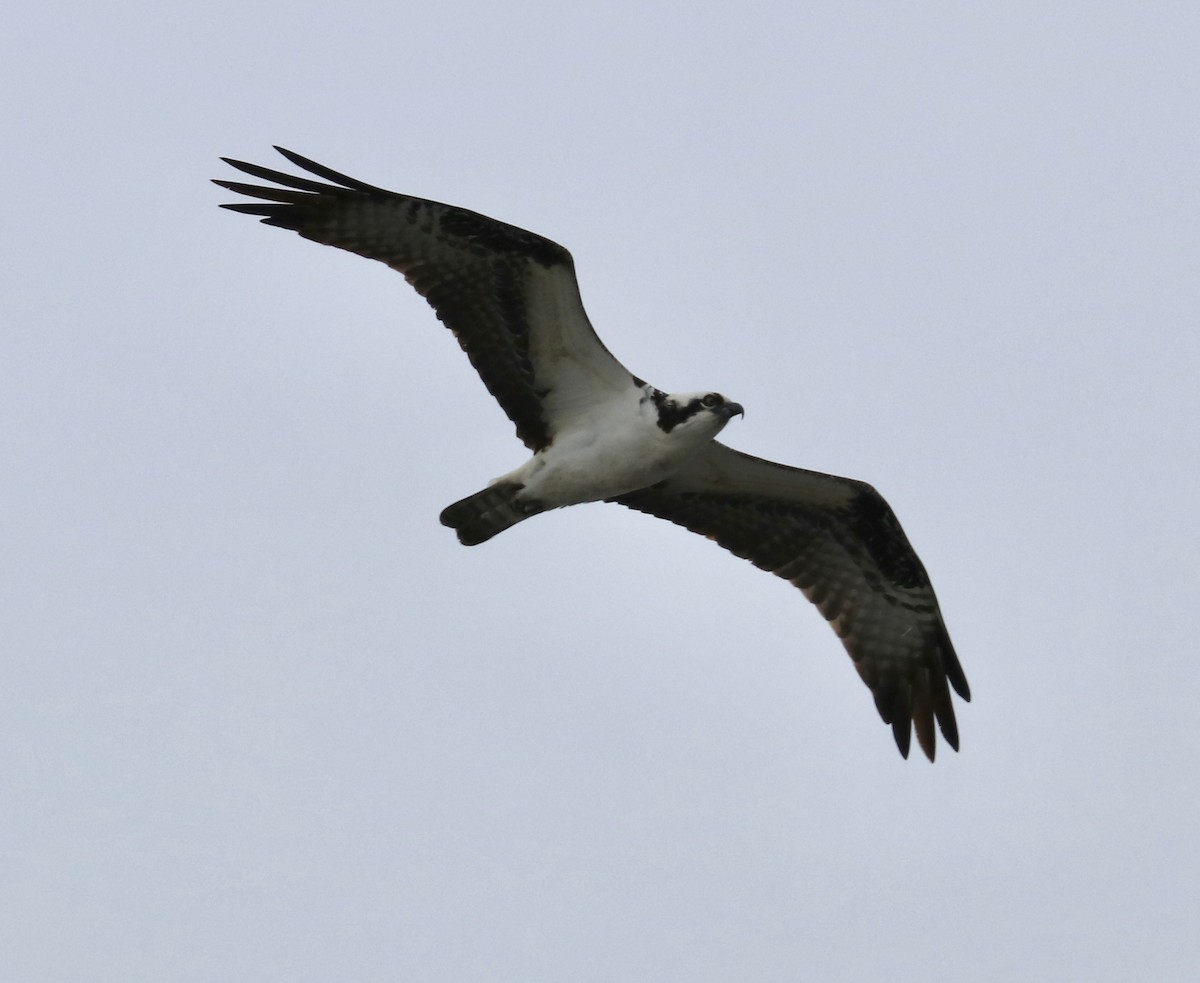 Osprey - Elizabeth Curley