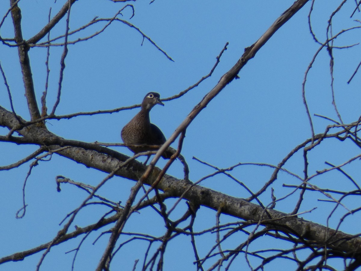 Wood Duck - Garry Hayes