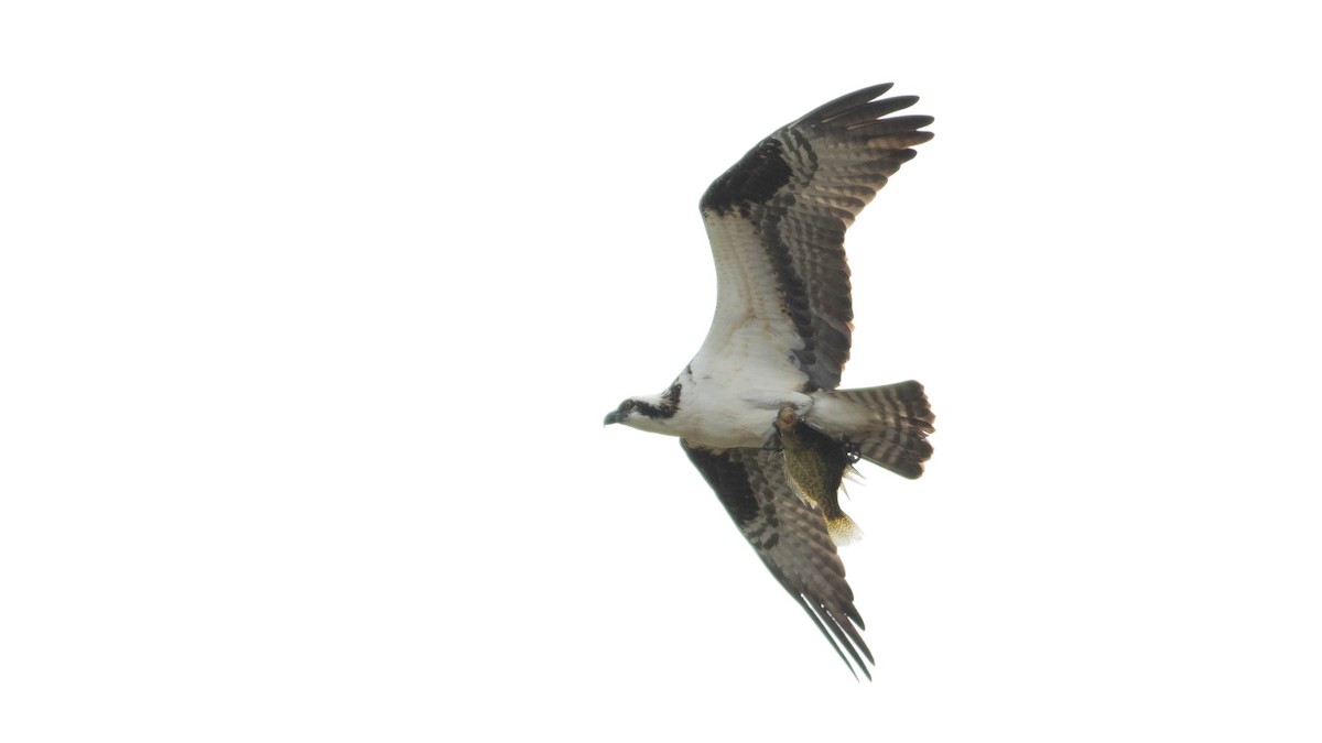 Osprey (carolinensis) - ML94818951