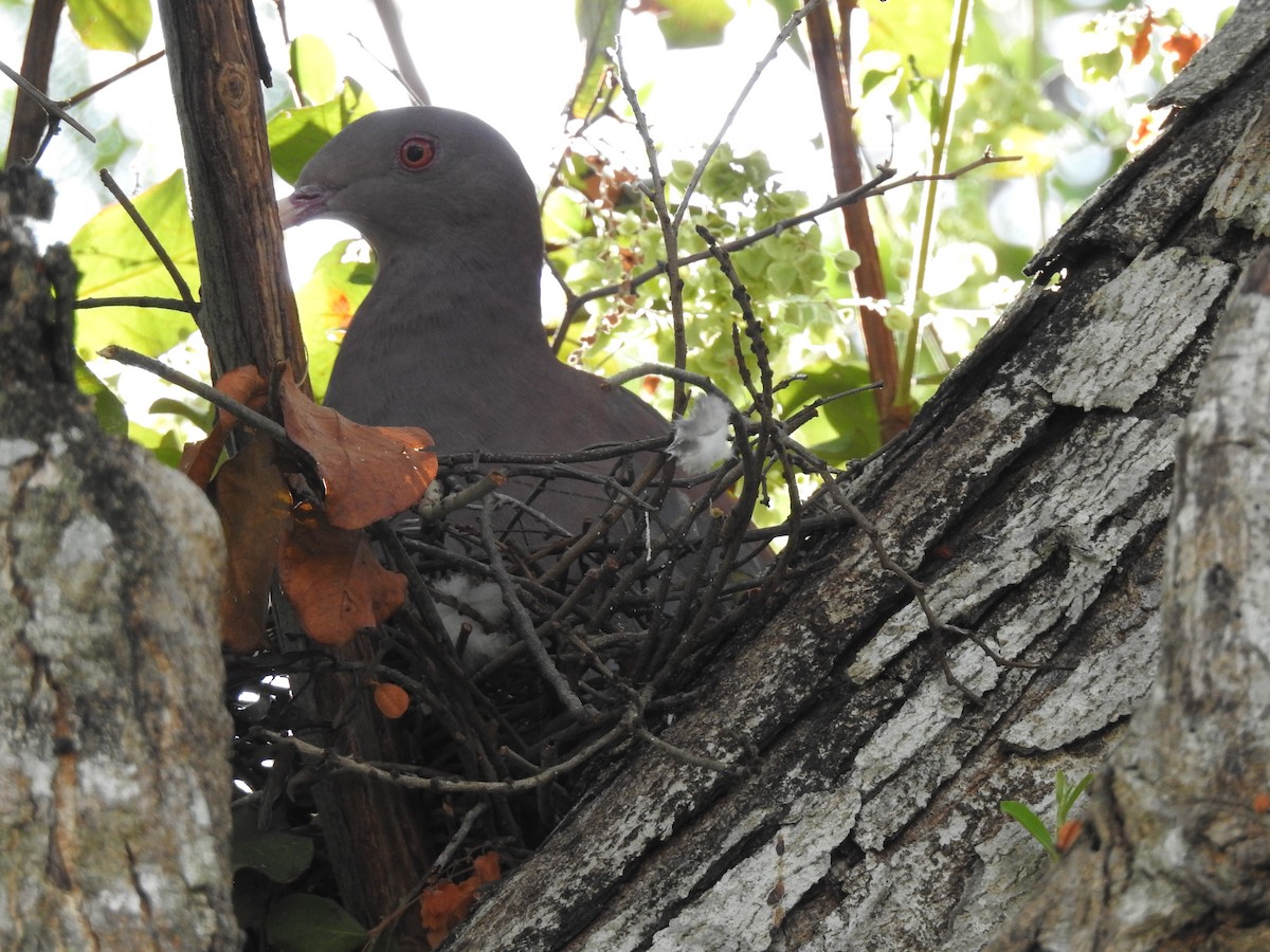 Red-billed Pigeon - ML94819391