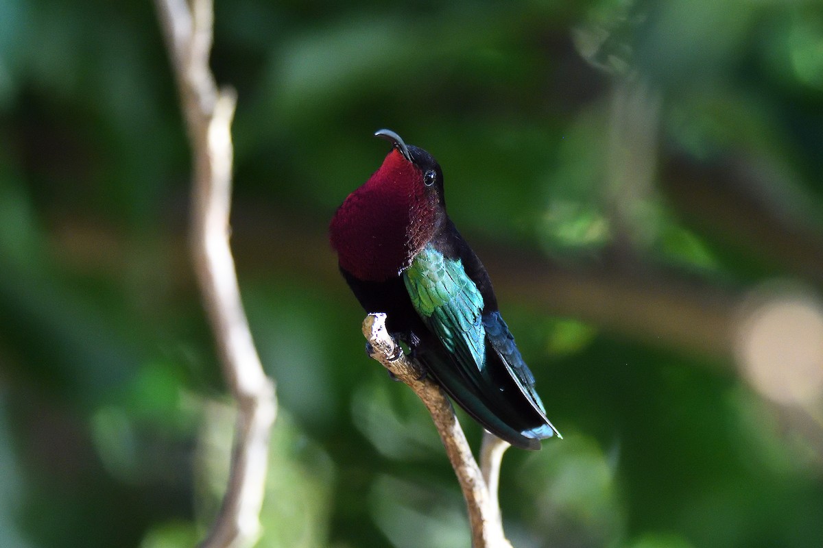 kolibřík nachovohrdlý - ML94819691