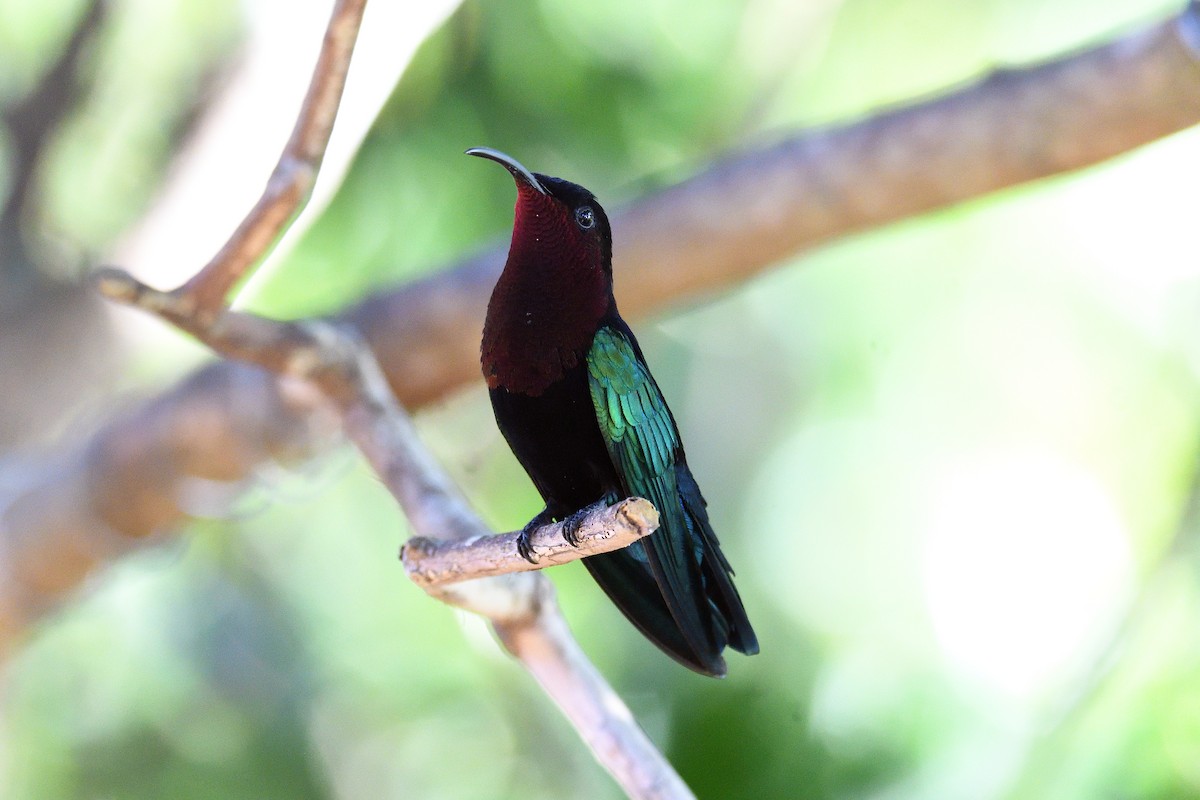kolibřík nachovohrdlý - ML94819721