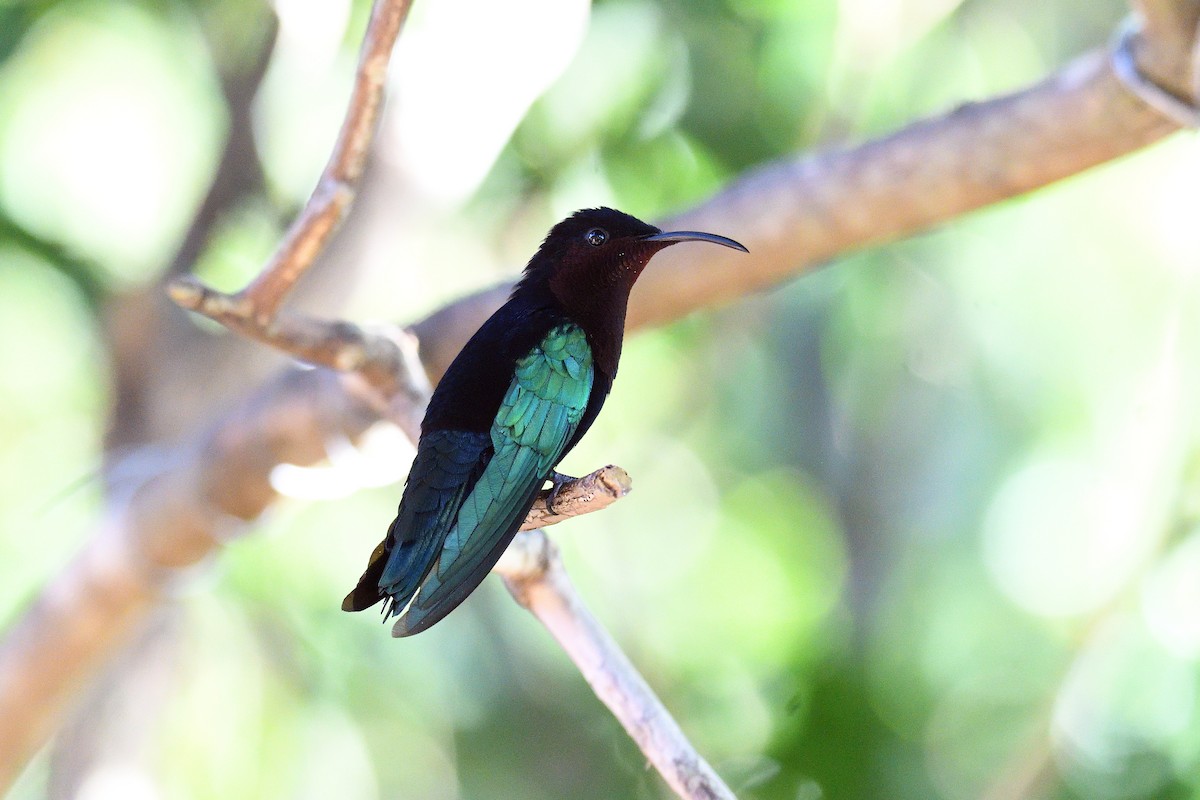 Colibrí Caribeño Gorjimorado - ML94819731