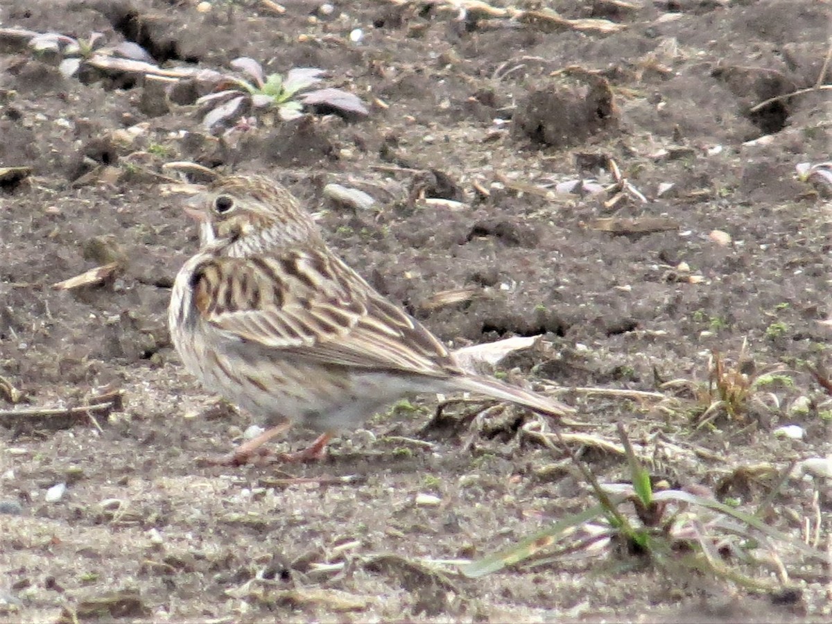 Vesper Sparrow - Rebecca Williams