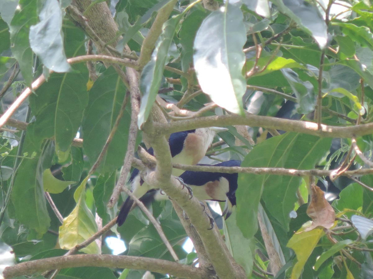 White-mantled Barbet - ML94822881