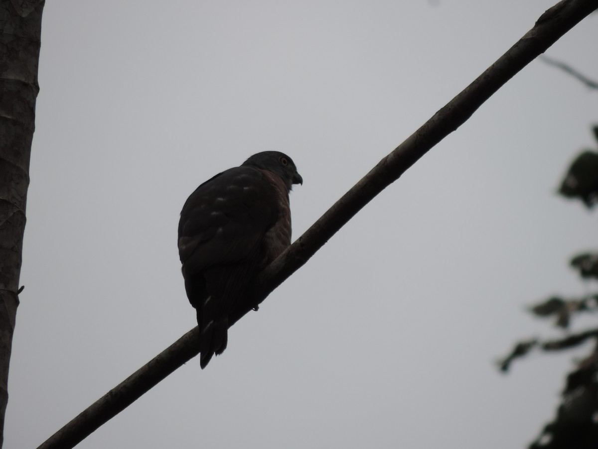 Double-toothed Kite - ML94823901