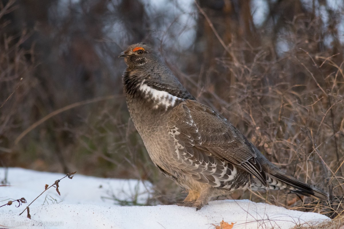 Dusky Grouse - ML94824931