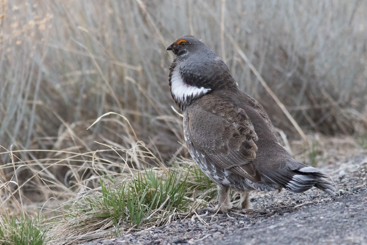 Dusky Grouse - ML94824951