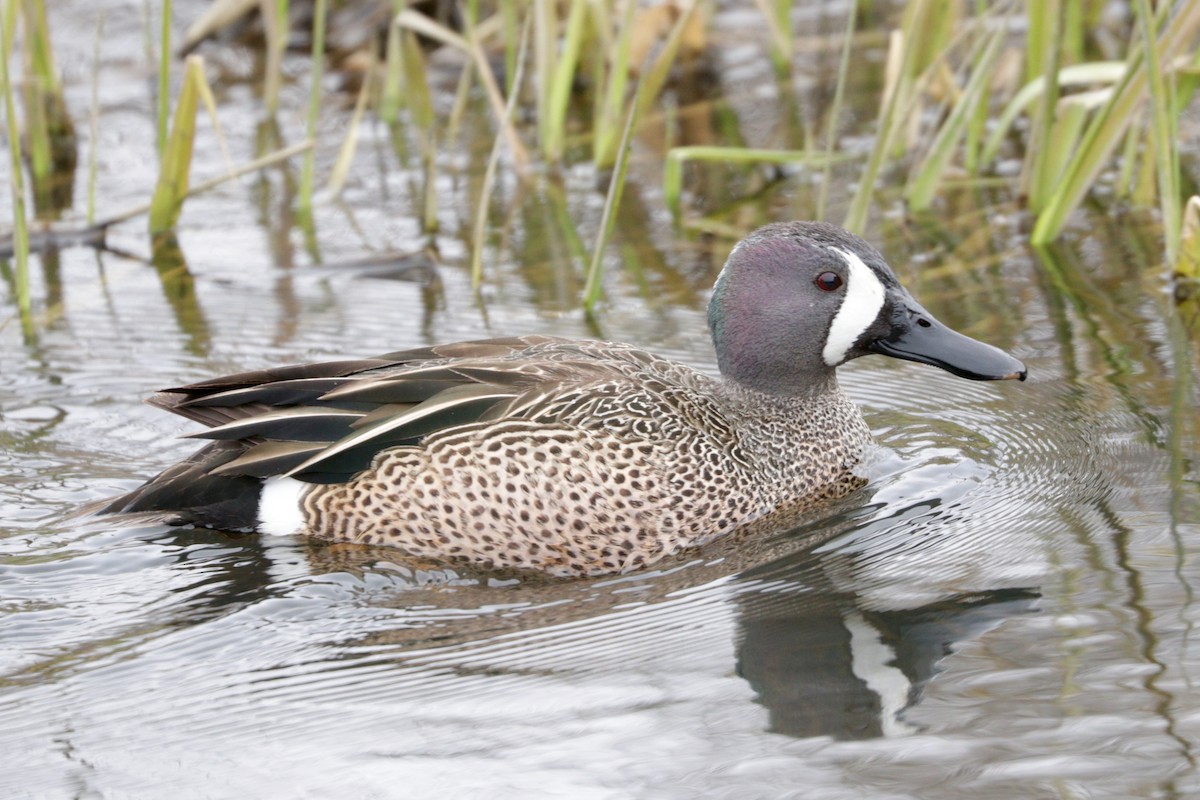 Blue-winged Teal - Aaron Marshall