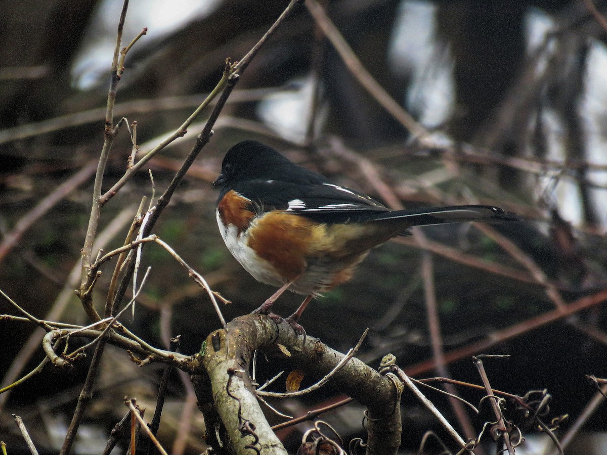 Eastern Towhee - ML94825901