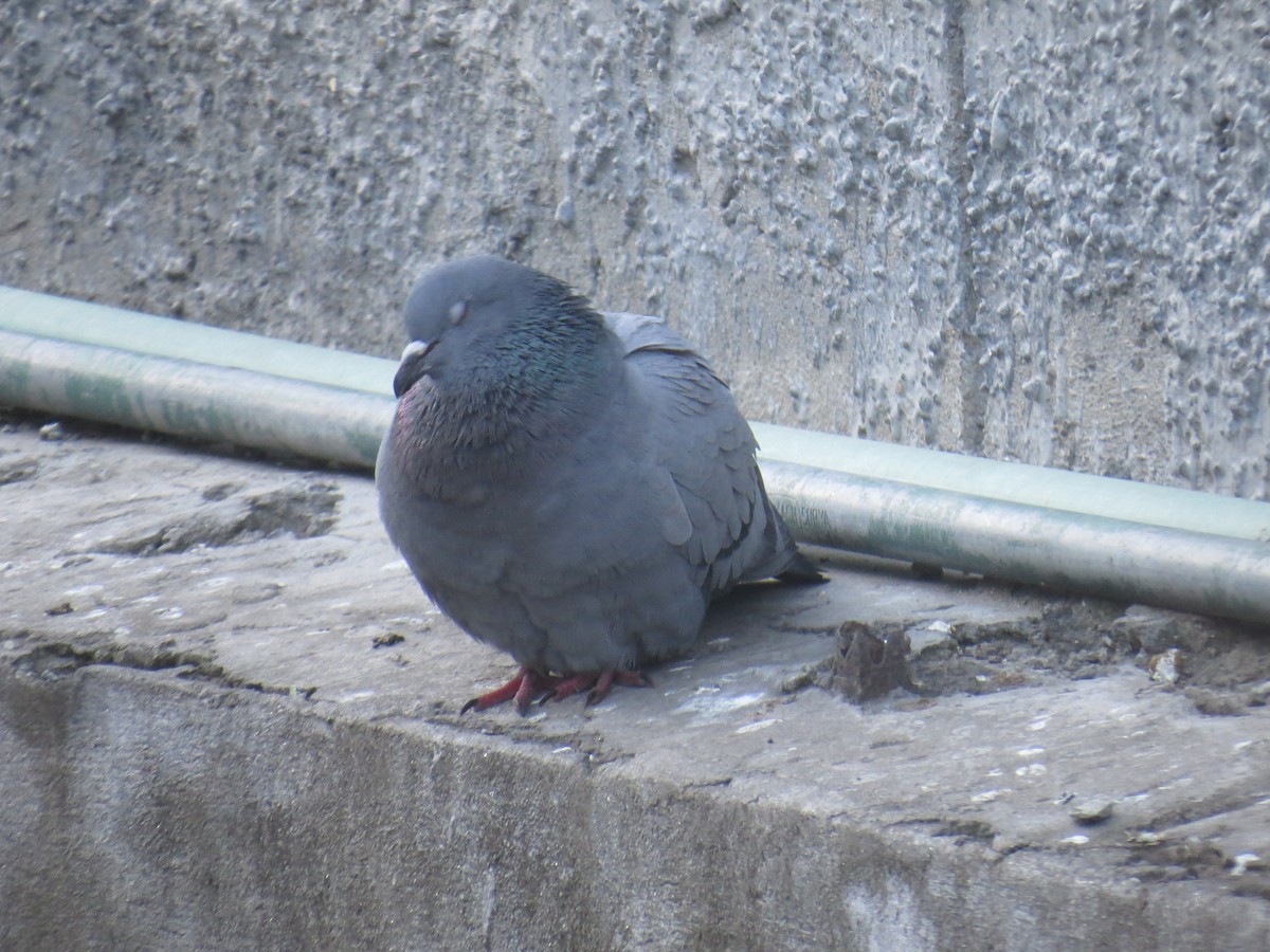 Rock Pigeon (Feral Pigeon) - ML94827751