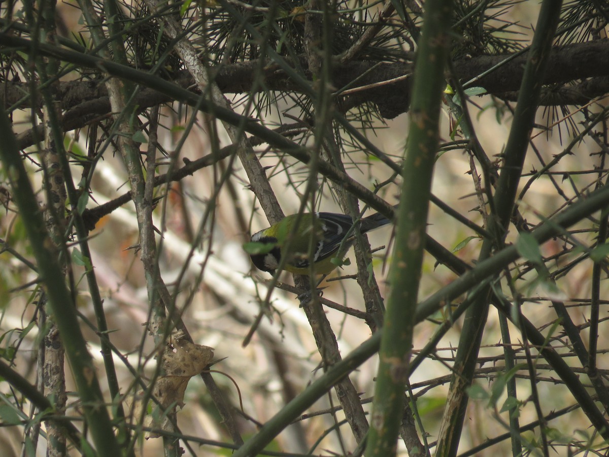 Green-backed Tit - ML94830211