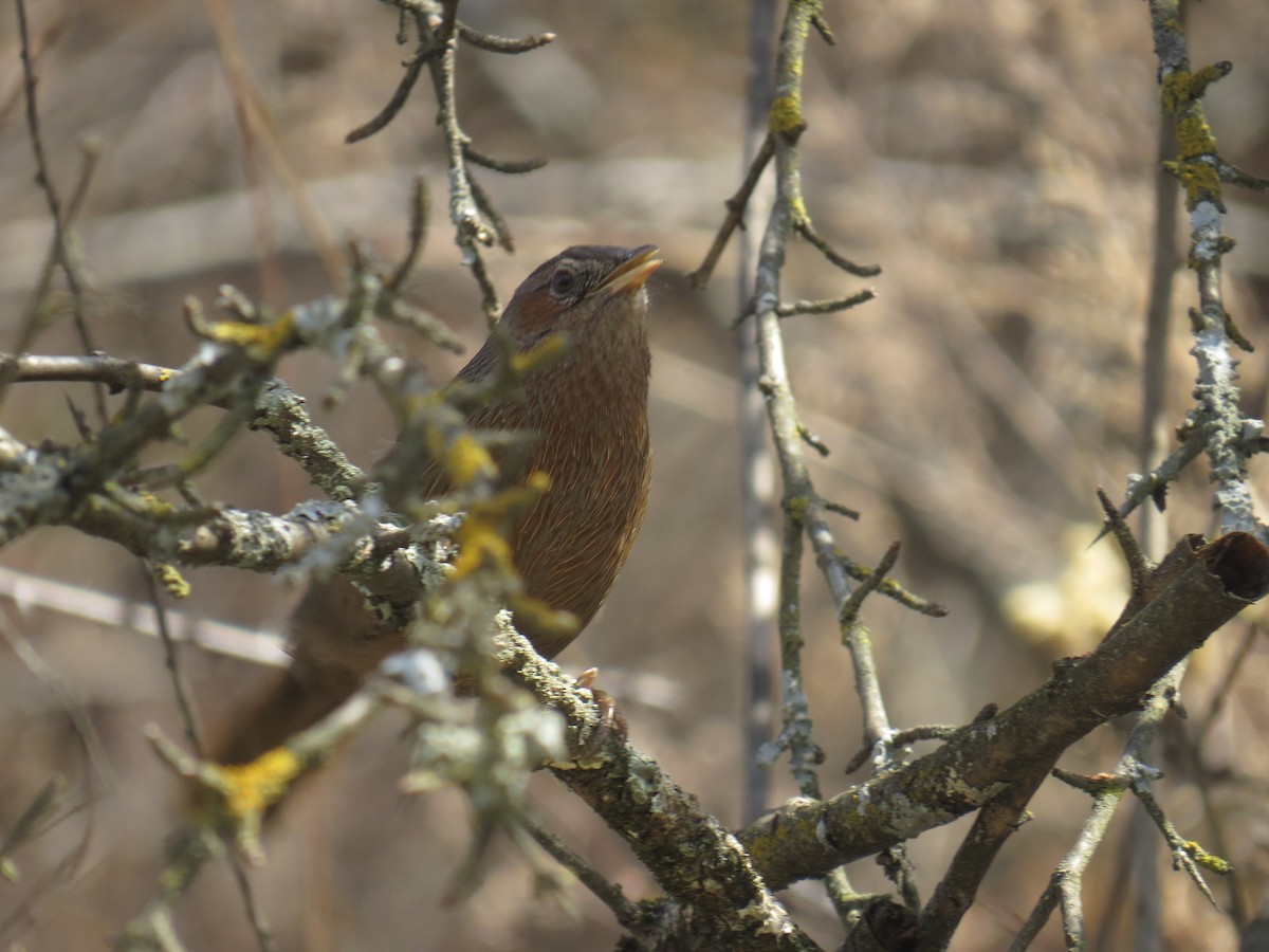 Streaked Laughingthrush - ML94832161