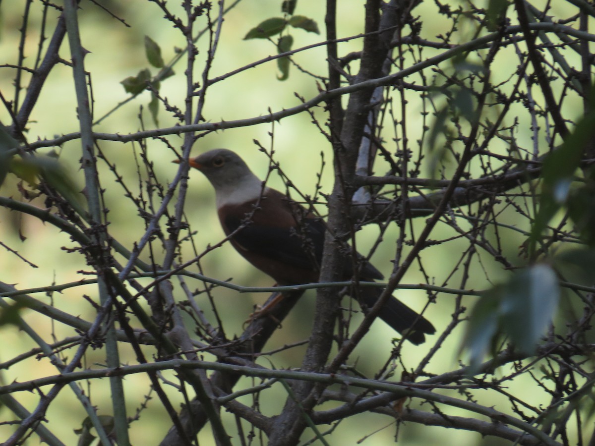 Chestnut Thrush - ML94832401