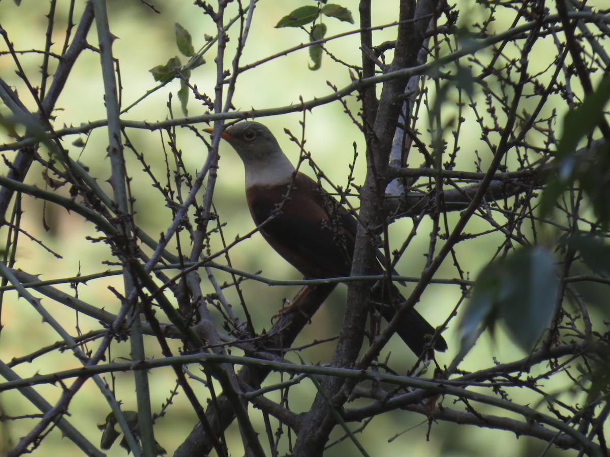 Chestnut Thrush - ML94832441