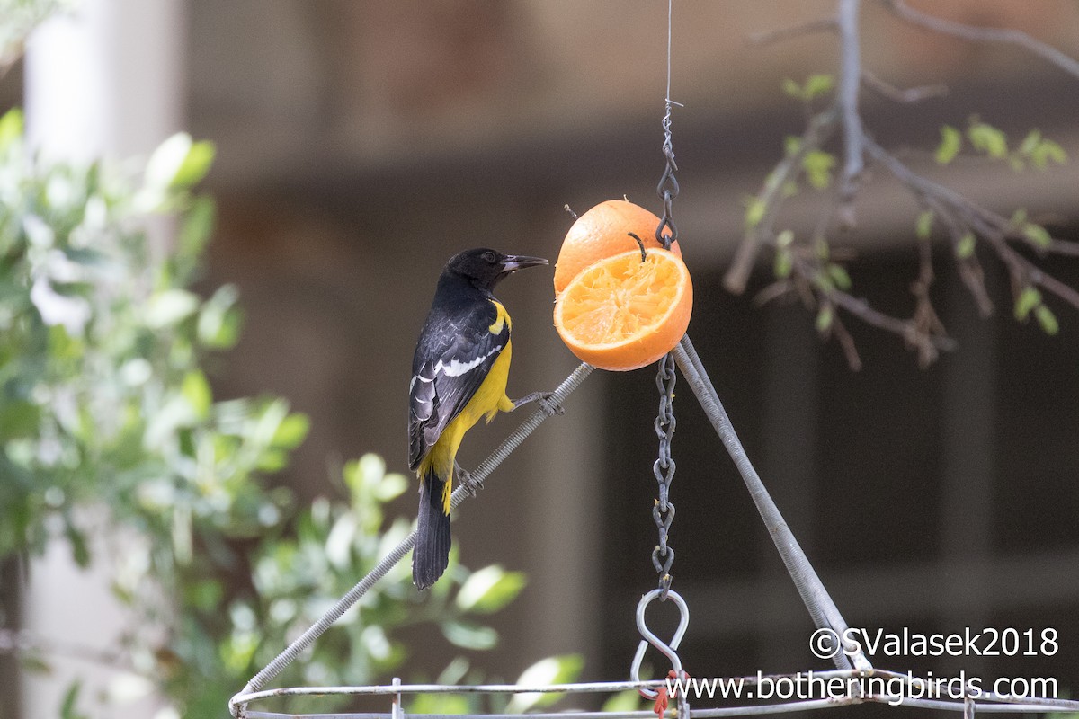 Scott's Oriole - ML94834351