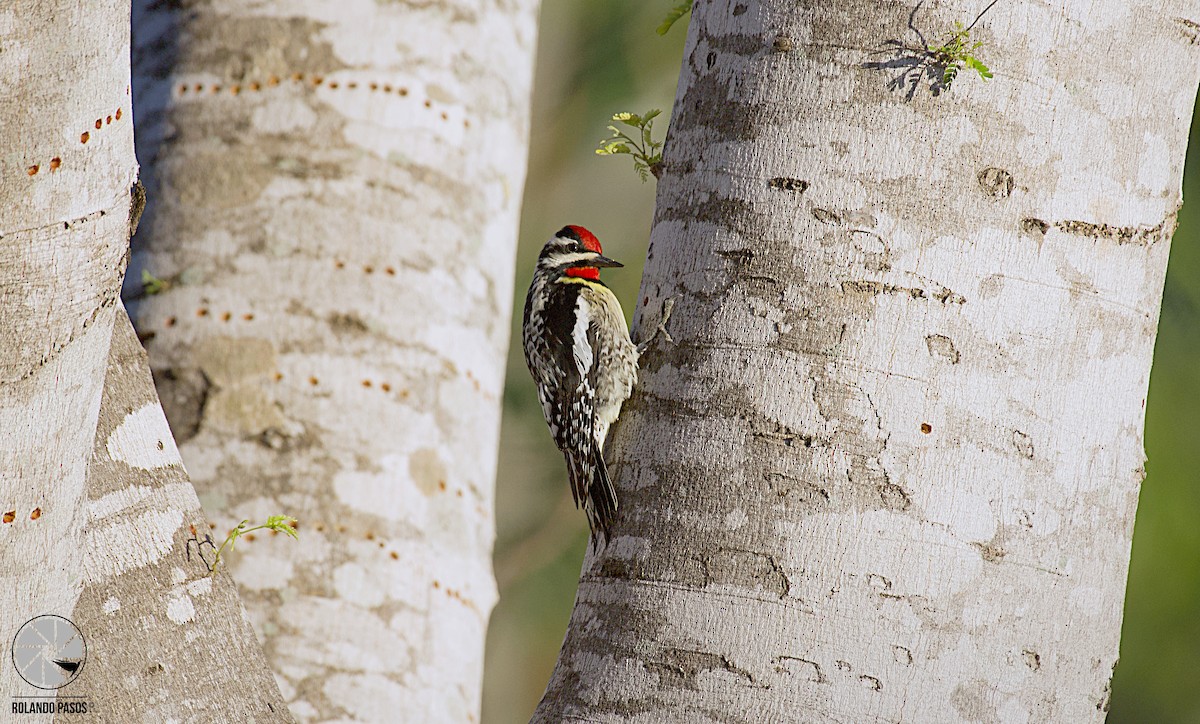 Yellow-bellied Sapsucker - ML94835121