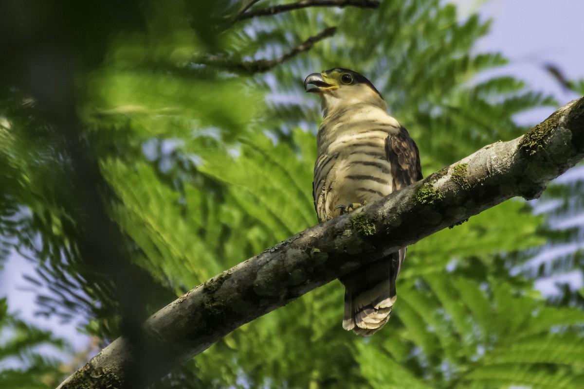 Hook-billed Kite - Zandro Armas Moreno