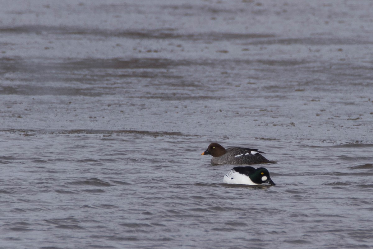 Common Goldeneye - ML94836671