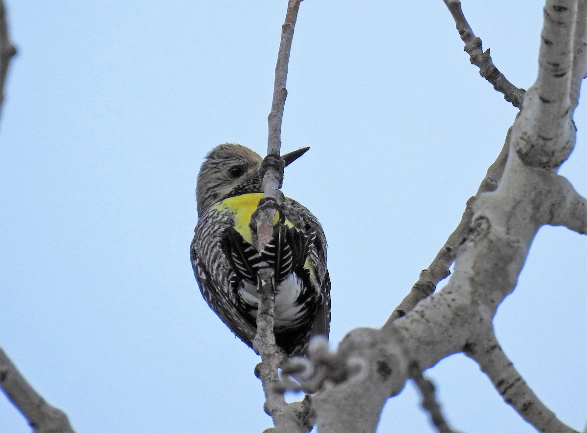 Williamson's Sapsucker - Sharon Dewart-Hansen