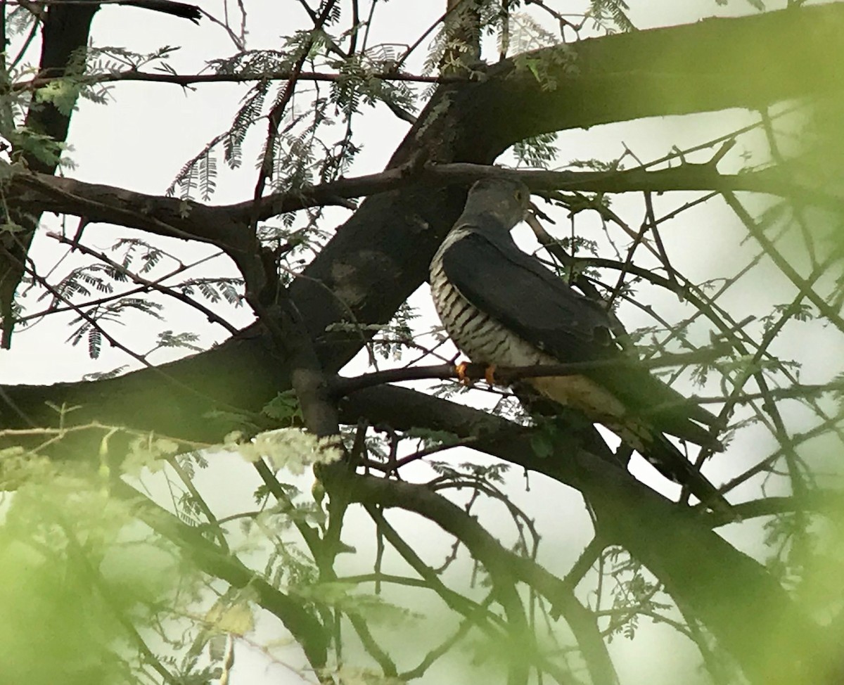 Common Cuckoo - ML94838061