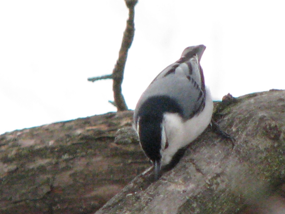 Sittelle à poitrine blanche - ML94838191