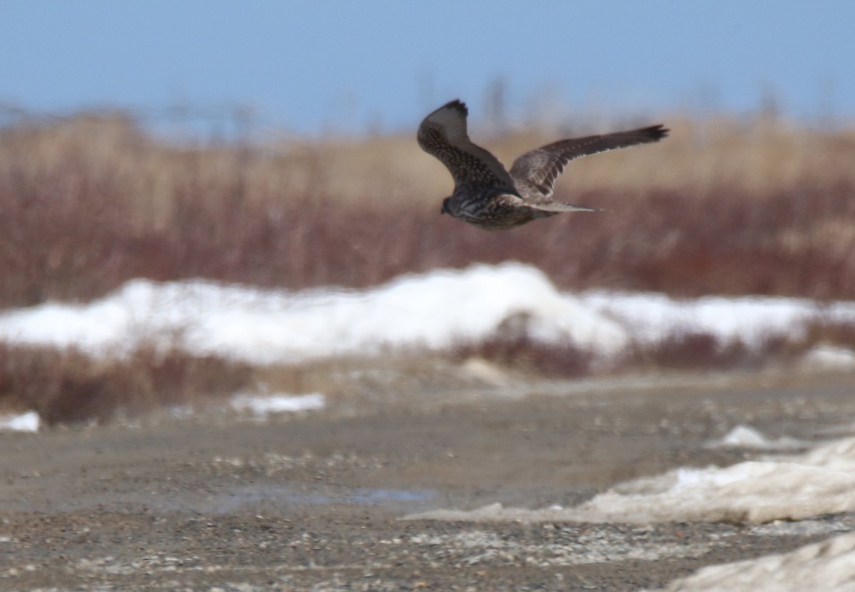 Gyrfalcon - ML94838331