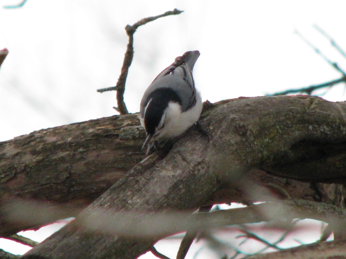 White-breasted Nuthatch - ML94838411