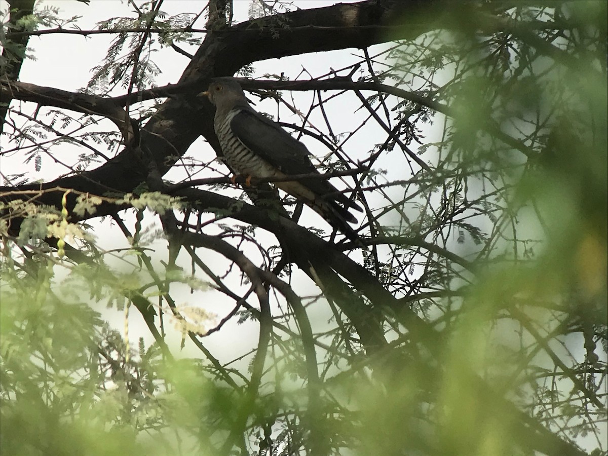 Common Cuckoo - ML94838571
