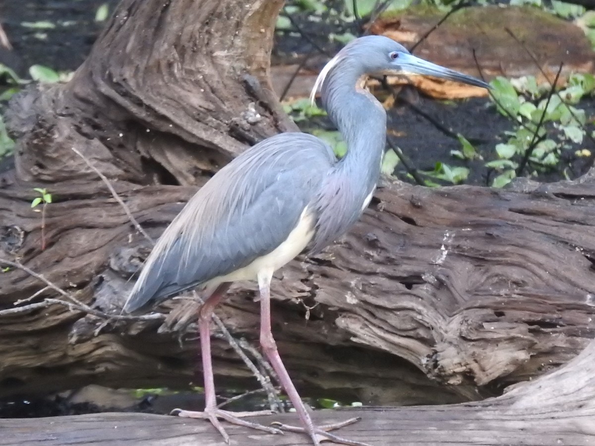 Tricolored Heron - William Blodgett Jr.