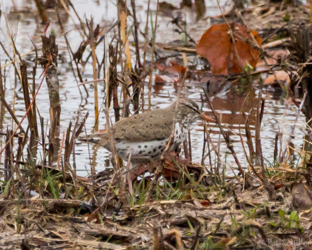 Spotted Sandpiper - ML94843671