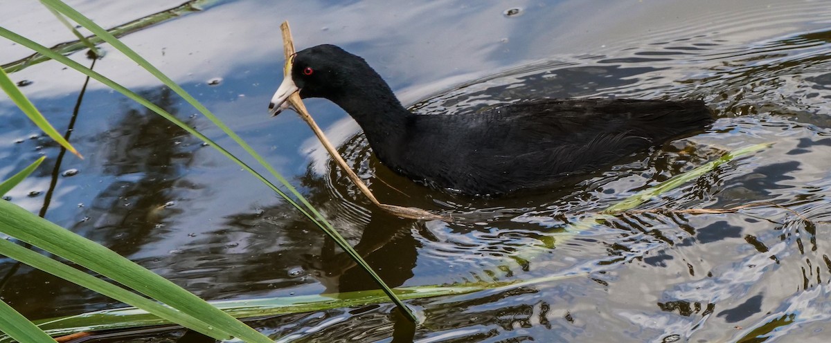 American Coot - Ann Baldwin